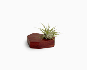 Wooden Airplant Holder Bubinga