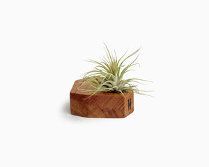 Wooden Airplant Holder Cedar