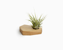 Wooden Airplant Holder Maple