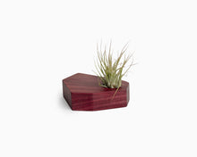 Wooden Airplant Holder Purpleheart