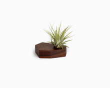 Wooden Airplant Holder Walnut