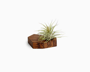 Wooden Airplant Holder Zebrawood